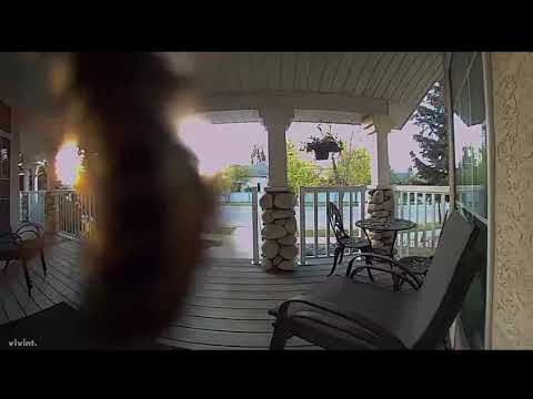 Bee Cam