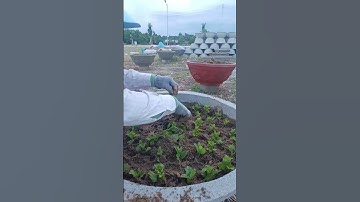 Trồng hoa cúc pha lê tết 2025 p2