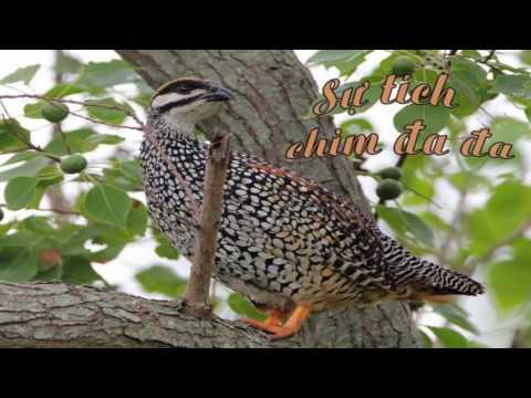 Video Sự tích chim Đa Đa - Truyện cổ tích Việt Nam - youtube