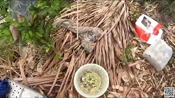 Tập 31 Câu cá rô, cá thác lác lác ao sen lâu năm trúng lớn