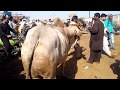 Ajj K Rate Check Karo | Bhains Colony Cow Mandi Karachi Latset Update 06 Mar 2020