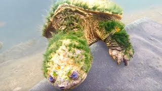 Download Lagu Animals That Forgot to Die MP3