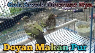 Anakan Burung Punai Langsung Jinak Dan Doyan Makan Pur
