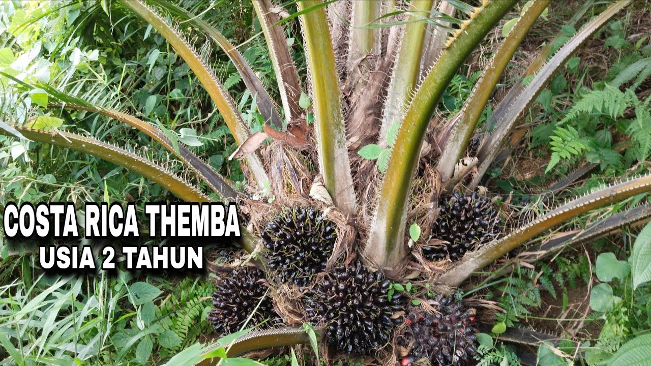 Si cebol THEMBA usia 2 tahun gak ada lawan