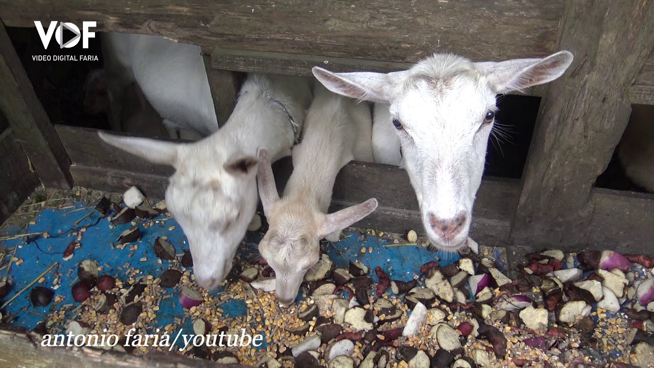 As Cabras do Manuel Belo, antes e depois de parir