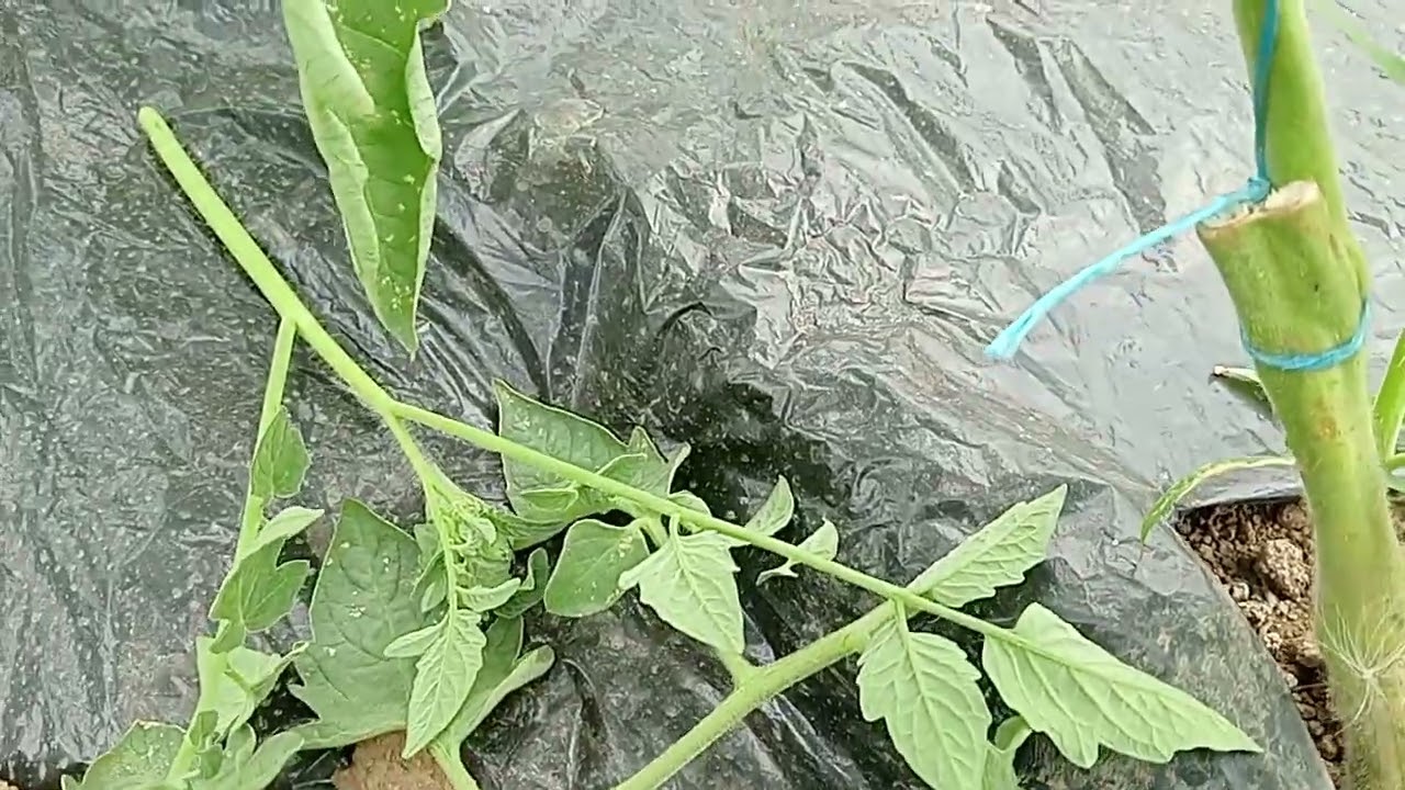 Copilire si defoliere la rosii !