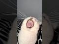 Real Life Singing Cat