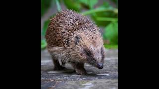 I BUILT A HEDGEHOG HOUSE