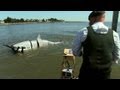 Shark-Attack Defenses | MythBusters Jawsome Shark Special -- Shark Week