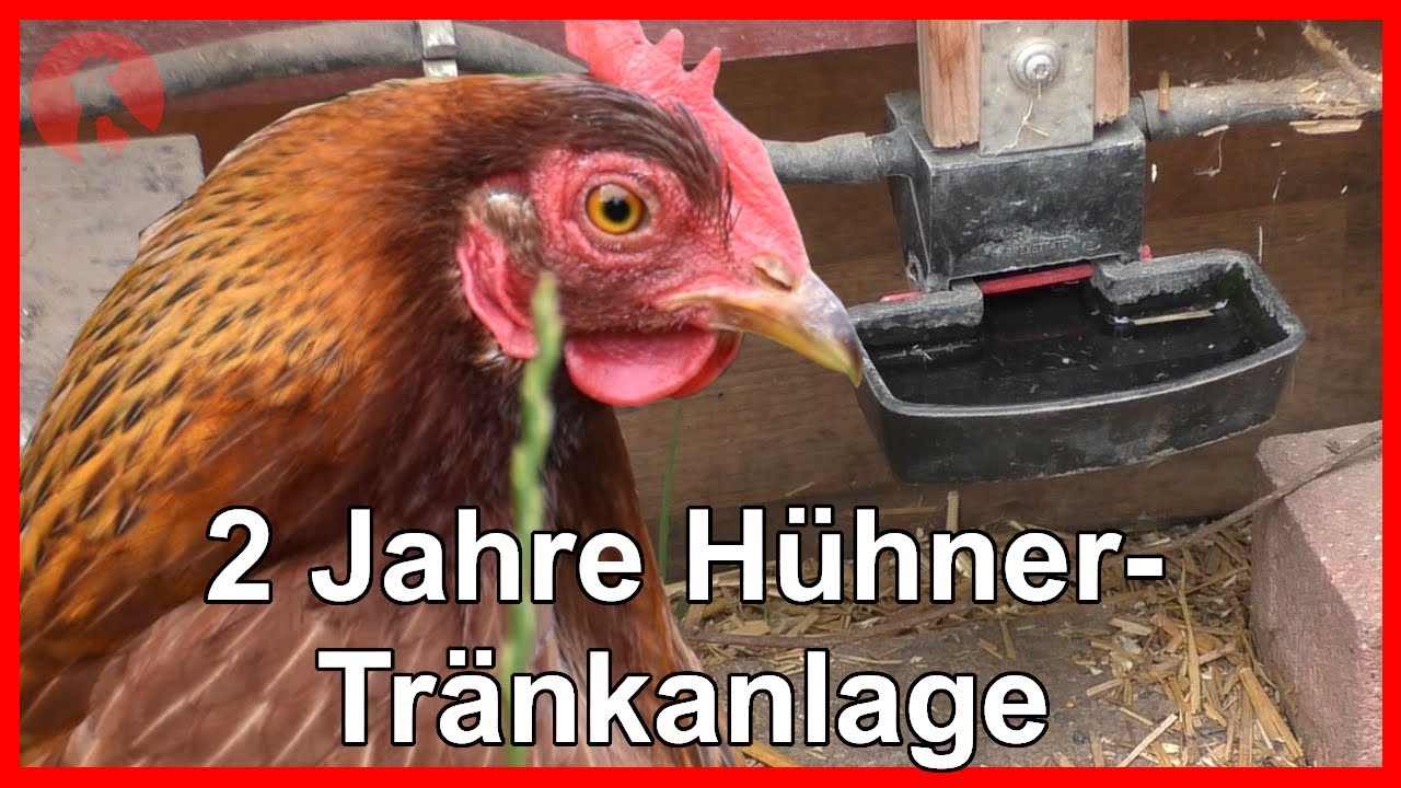 Lilyang Schwimmergesteuerte Hühnerbewässerung (1, Produktbild-Vorschau 6