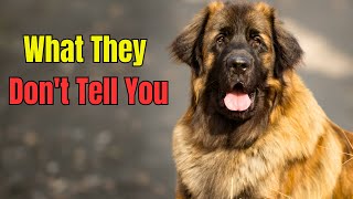 Living With A Leonberger What To Love And What To Consider