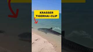 TIGERHAI strandet sich selbst beim jagen | RasasWelt