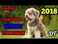 TOP FACTS AND FEATURES OF LOWCHEN DOG 2018 の動画、YouTube動画。