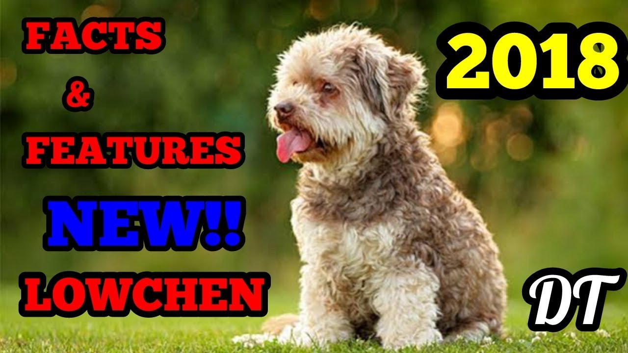 TOP FACTS AND FEATURES OF LOWCHEN DOG 2018