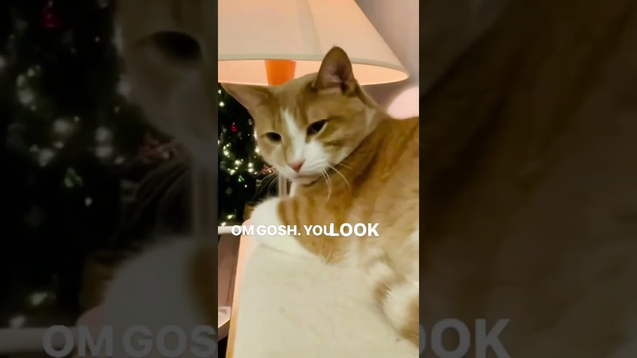 OM Gosh! You look amazing! 🐈✨🙀 