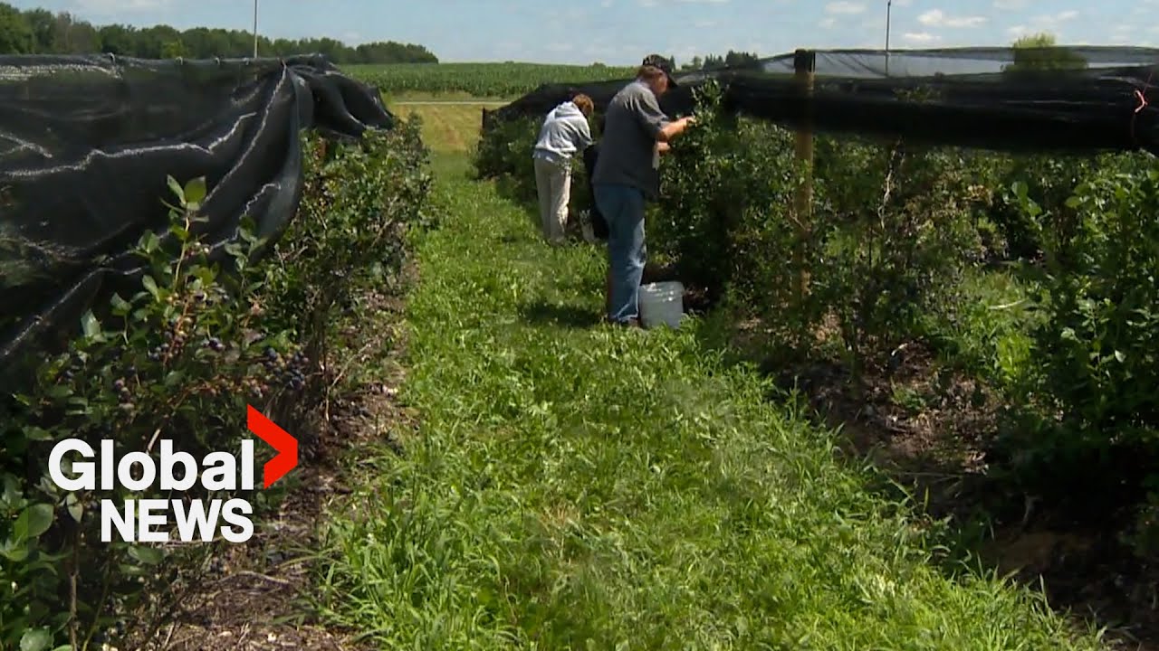 What could a looming shortage of farm workers mean for Canada? - YouTube