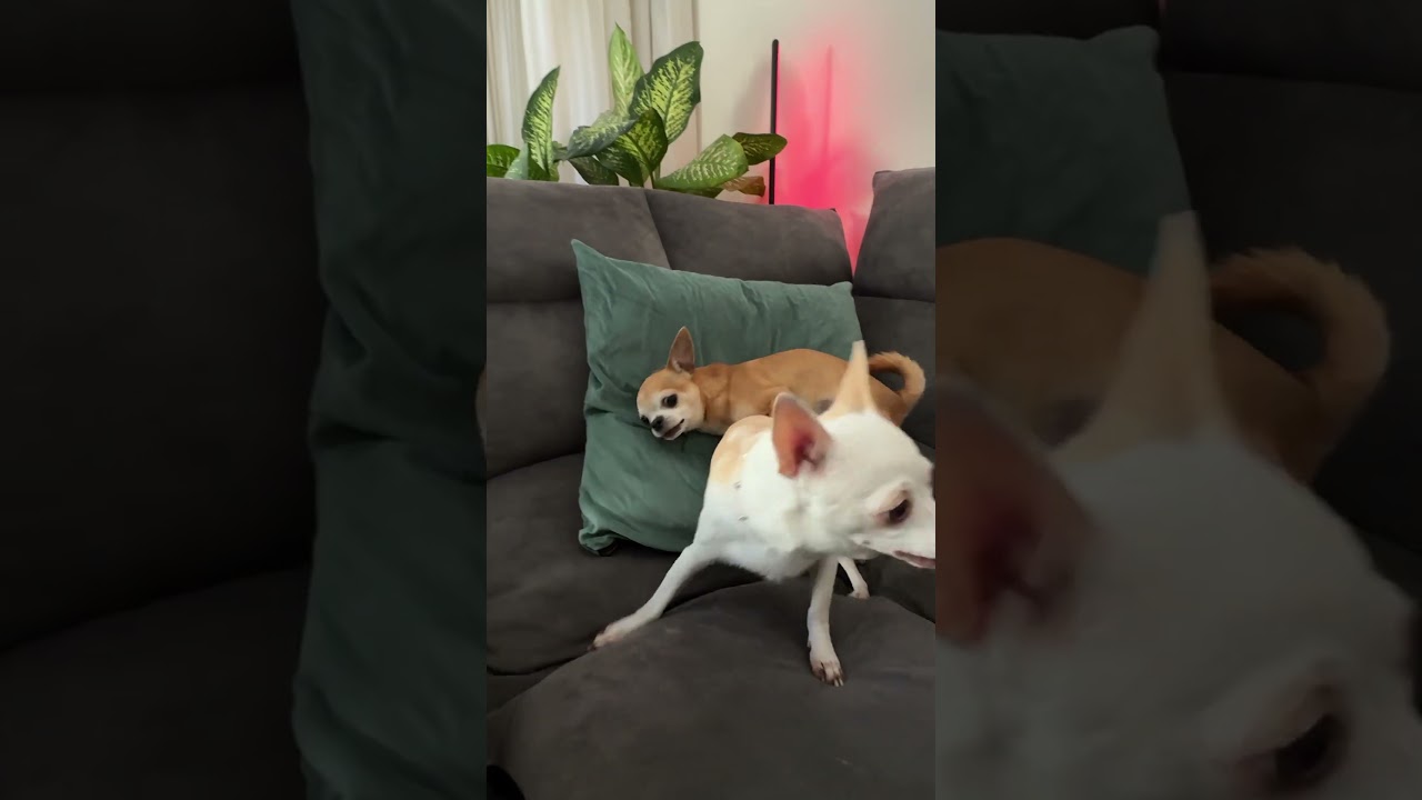 Niki and Chip love to play together ?