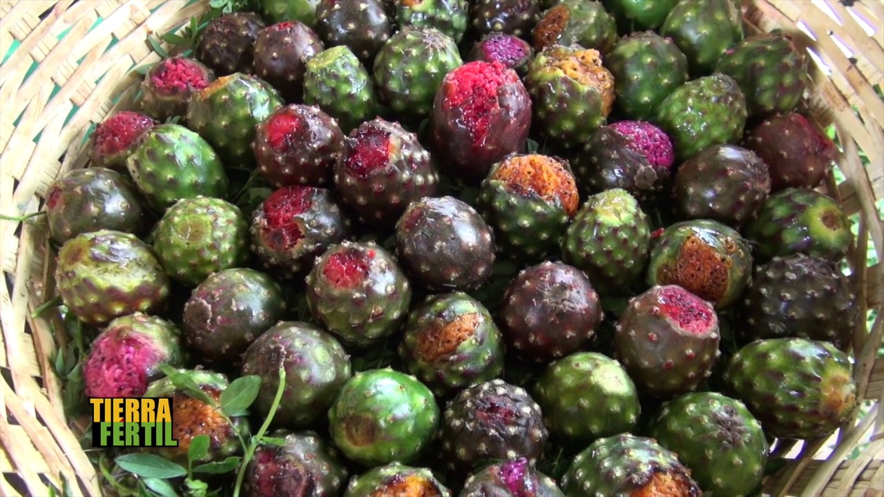 TIERRA FÉRTIL TV-PRODUCCIÓN Y COMERCIALIZACIÓN DE PITAYA (16.06.19)