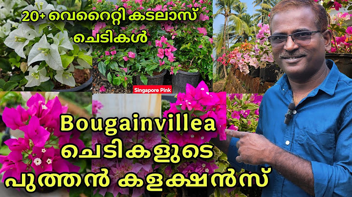 ഇത് വേറെ ലെവൽ Bougainvillea ചെടികൾ| കൺകുളിർമ്മയേകുന്ന 20 ഓളം വെറൈറ്റി കടലാസ് ചെടികൾ 🤩🌸