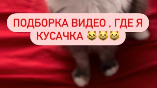 Подборка видео , где я кусачка 👀😸😸❤️ подмигну настроение любому 🫶🏼