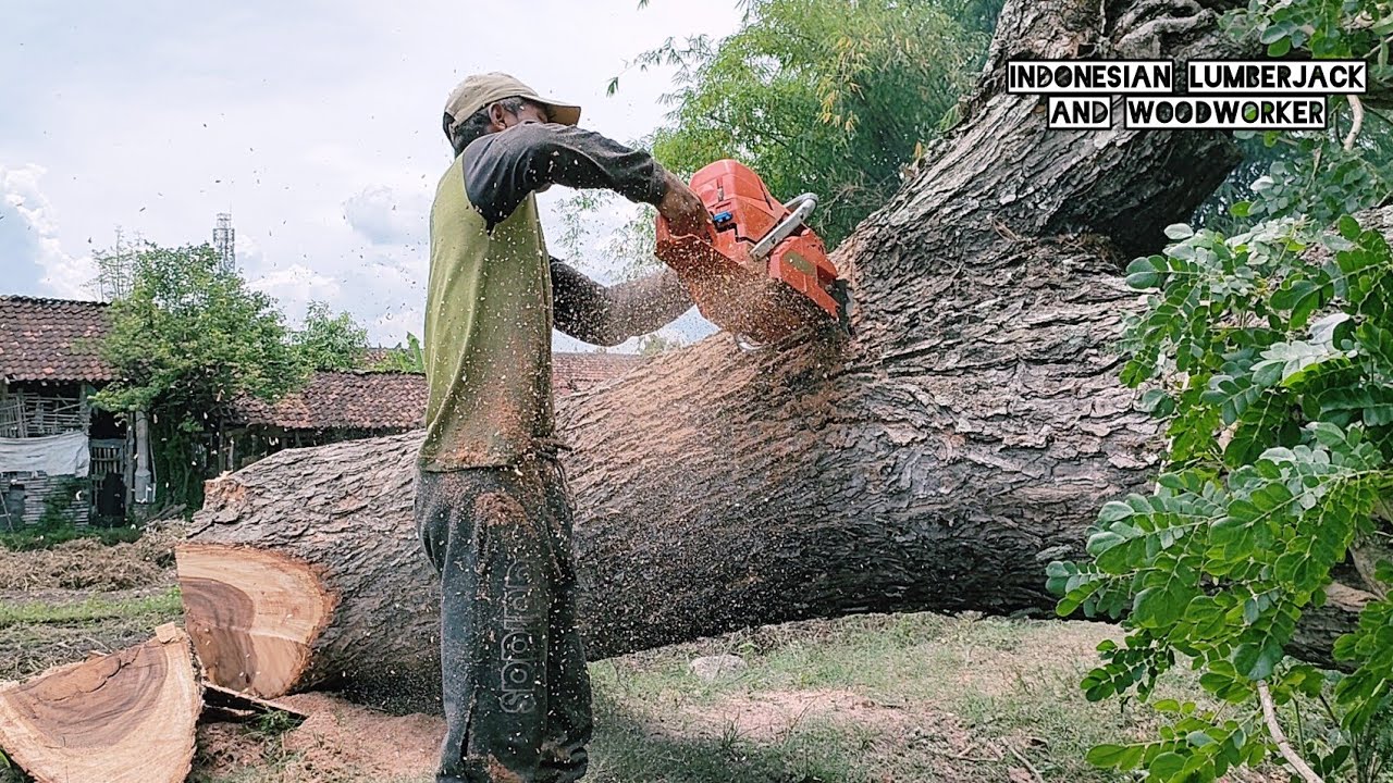 2 old trees next to the house Vs Husqvarna 395xp chainsaw. - YouTube