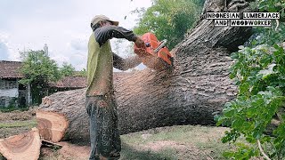 2 old trees next to the house Vs Husqvarna 395xp chainsaw.