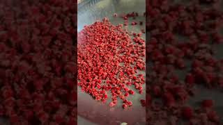 تازہ عروسک بیر بہوٹی لطیف انقلابی دواخانہ