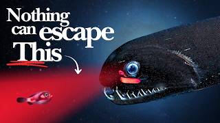 The Deep Sea Flaw Evolution Cannot Fix