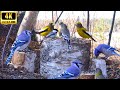 Entertainment for Cats, Dogs &amp; People 😺 Flocks of Beautiful Birds 🐦‍⬛ 8 Hours of Nature Sounds