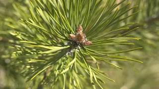 Видео Сотни тысяч деревьев пополнили лесной фонд округа (автор: Телеканал Радуга)