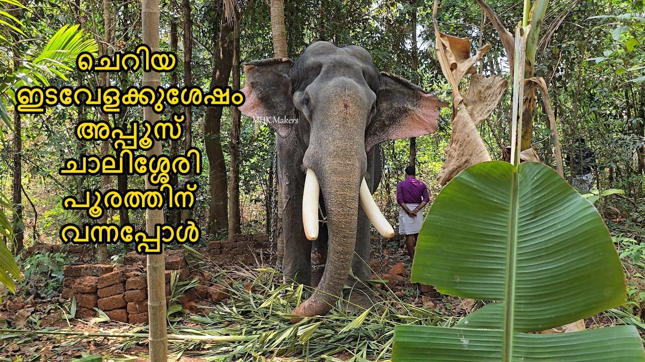 ചെറിയ ഇടവേളക്കുശേഷം വീണ്ടും അപ്പൂസ്  Pampady Rajan പാമ്പാടി രാജൻ chalissery pooram 2026 ചാലിശ്ശേരി