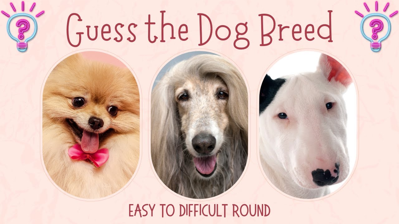 Guess the Dog Breed Ultimate Dog Lover Quiz Test your dog breed