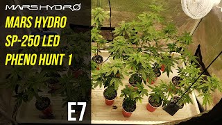 Mars Hydro SP250 LED Pheno Hunt 1 - E7