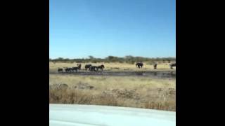 Pur Namibie : Voyage Namibie, Etosha Pan