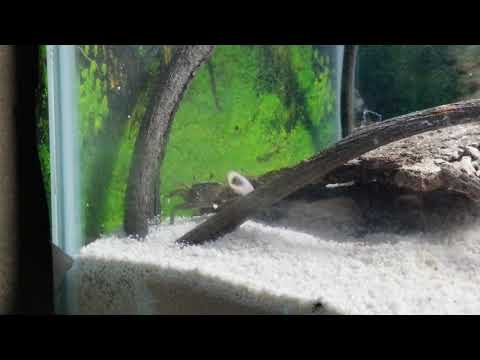 Fiddler Crab looking for love ❤