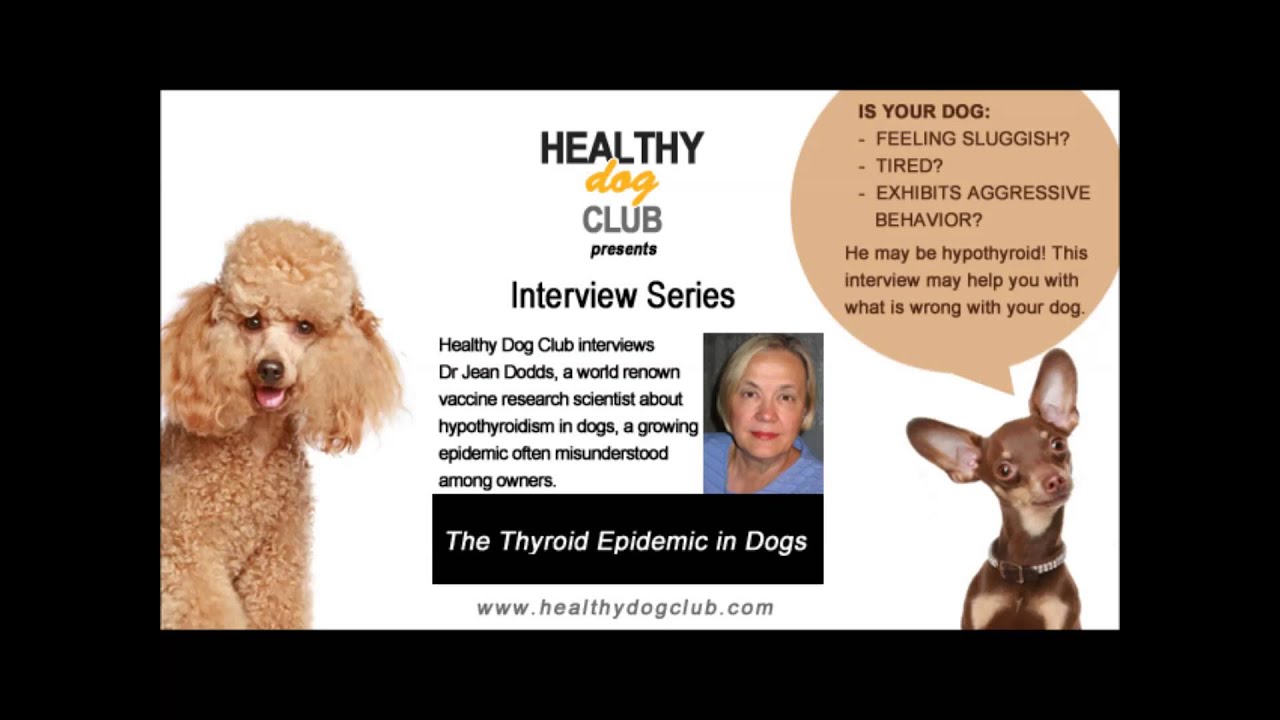 Healthy Dog Club Interview series: Hypothyroid epidemic in dogs/Dr Jean Dodds/Part 1