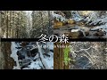 冬の森と優しいチェロ、ヴァイオリン、ビオラ　信州安曇野（自然映像とBGM/心身浄化・癒し）sound of strings