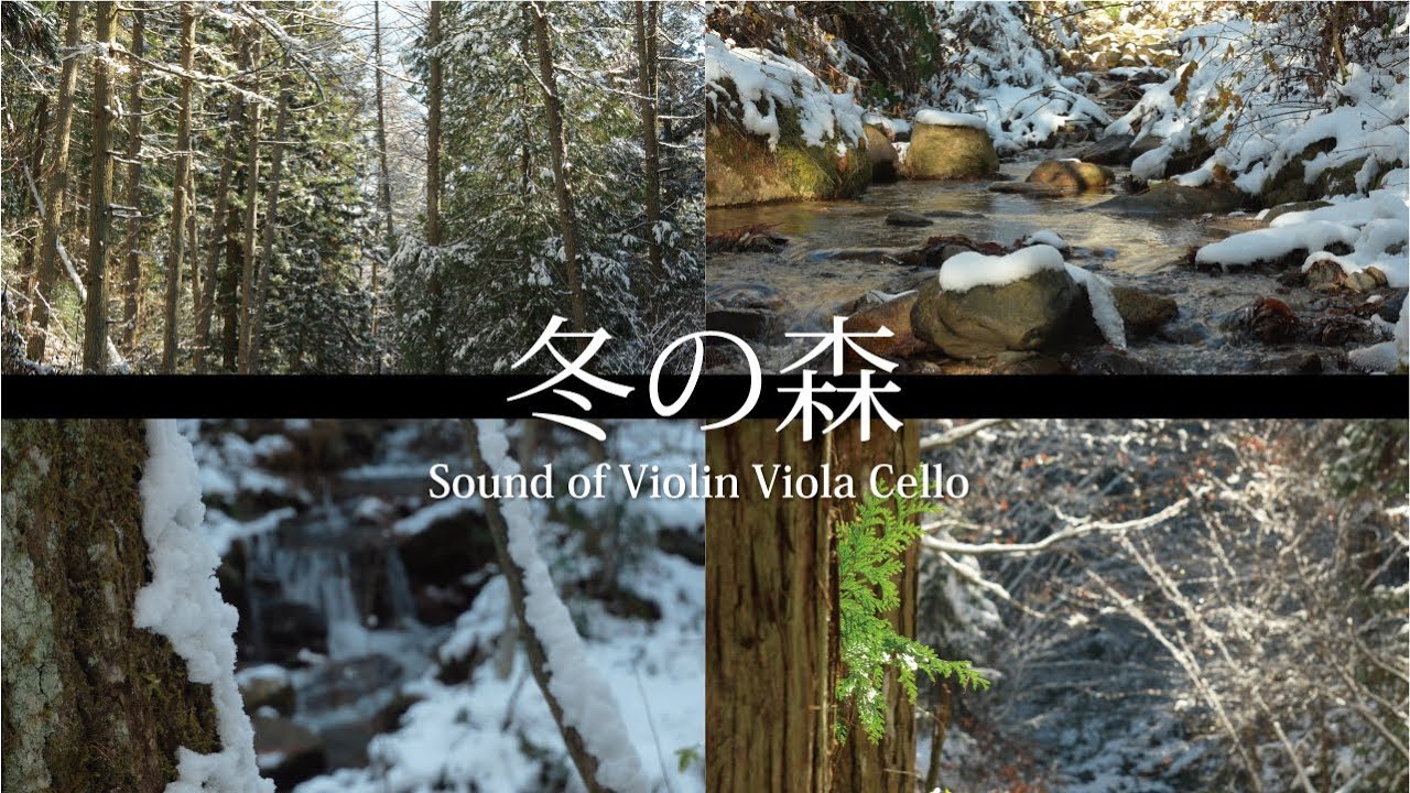 Зимний лес и нежные звуки виолончели, скрипки и альта, Азумино, Синсю, Япония