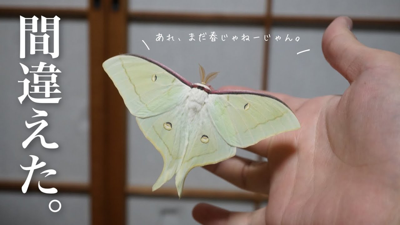 季節を勘違いしてしまったオオミズアオの末路…。 - YouTube