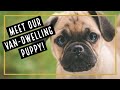 Living with a Puppy in a Van!