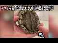 アワビを素手だけでさばく中国の技術が凄すぎる。。。#shorts