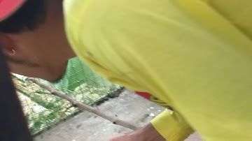 Python eating chick part 2