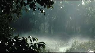 Rain and Forest Ambient Music for Stress Relief || Relaxia Music