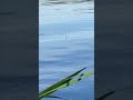 издевательская поклевка #поплавок #рыбалка #асмр #fishing #asmr