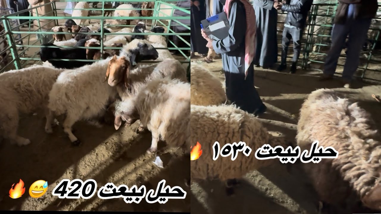 سوق الحلال ٨ رمضان 🤔🐏لكل من يجهل أسعار الحلال 👍🏻؟