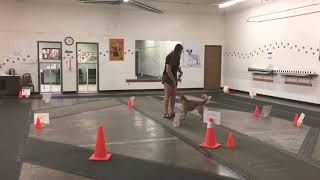 AKC Rally Novice Run RNV2
