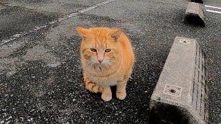 駐車場に野良猫が集まっていたので行ってみたら茶トラ猫が甘えてきた