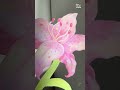 Postcard @butterclub.th🌷Digital Printing : White card 300g, Die Cut 100% #digitalprinting #postcard