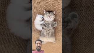 Cate 😺#youtubeshorts #cat #viral #viralvideo #baby #memes #new #art #cute #shorts #shortvideo #2026