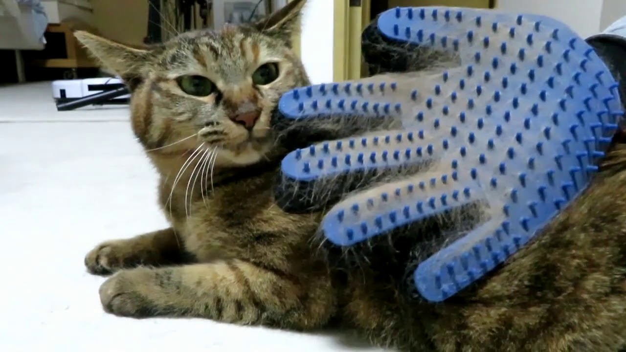 うちの猫のブラッシングはこれ！手袋型ラバーブラシ - もふぬこ動画☆画像